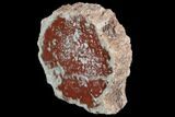 Polished Red, Petrified Wood Slice - Madagascar #96847-2